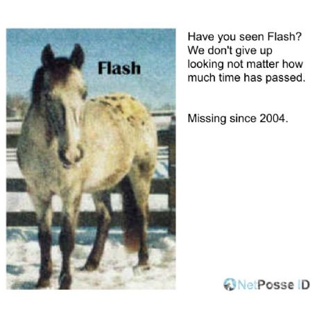 STOLEN Horse - Flash